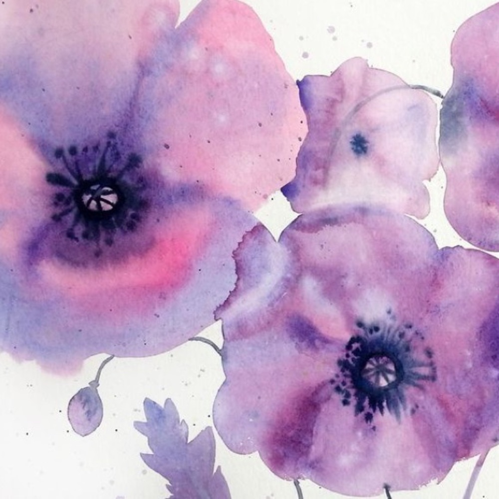 Meet your Posher, Purple Poppy
